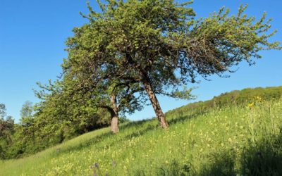 Apfelschnitz und Blütenmeer – Streuobstwiesen im Neuffener Tal
