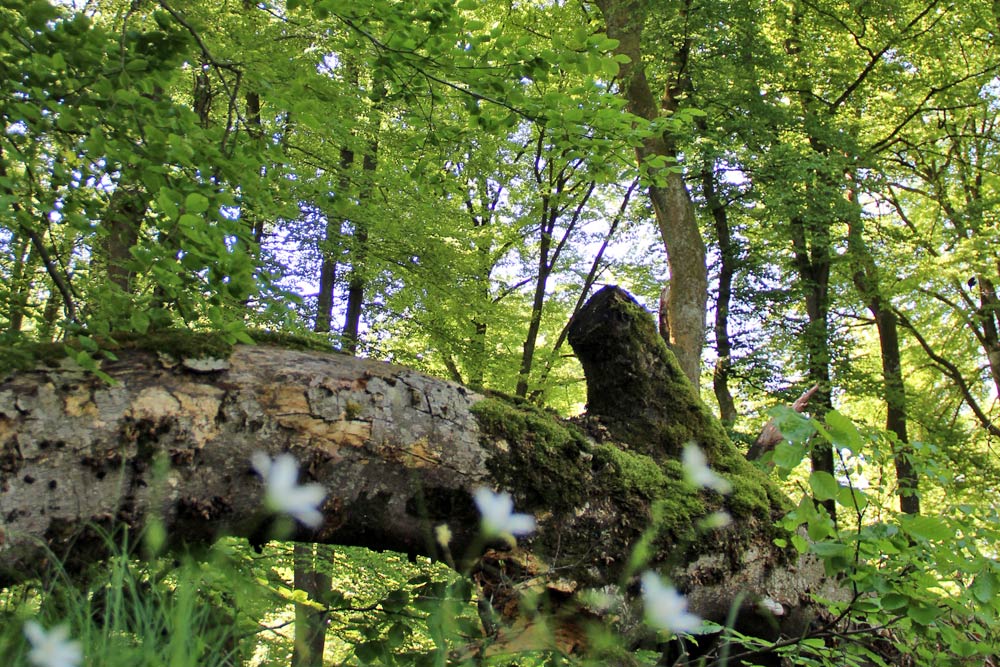 alter umgestürzter Baum im Naturschutzgebiet Bannwald Eisenbachhain bei Dettenhausen