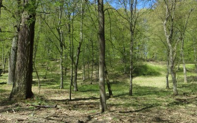 Rundwanderung im Wilden Wald – von Strausberg Nord nach Blumenthal