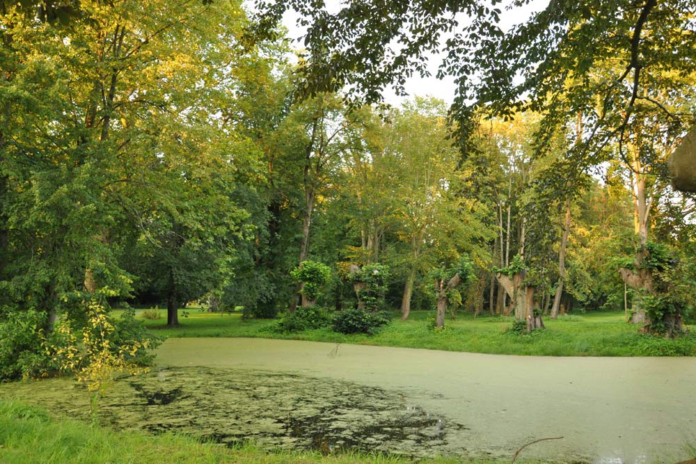 34 Hektar des Schlossparks Pansevitz gehören zum „FriedWald“ Rügen.
