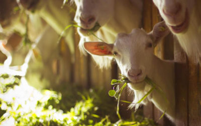 Frisches Brot und kapriziöse Tiere – die Käsmacher in Weil im Schönbuch