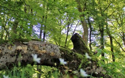 Urwald von Morgen – Bannwälder im Naturpark Schönbuch