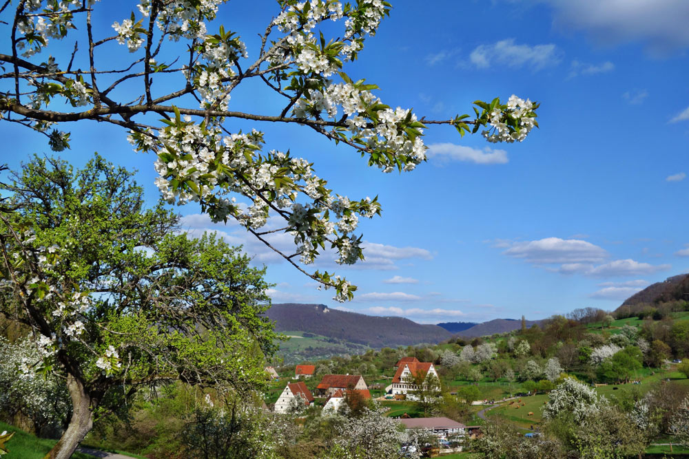 Blühender Apfelbaum mit Blick auf das Museumsdorf in Beuren