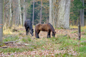 Im Wald weidende Pferde im Naturschutzgebiet Neuweiler Viehweide