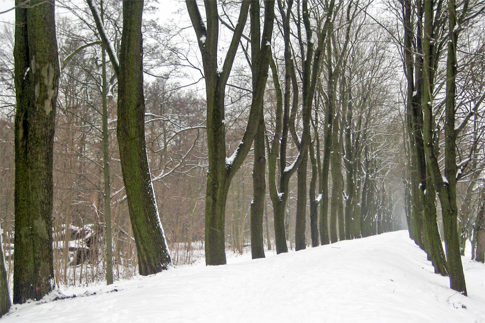 Brandenburg-LW-Cottbus-Schlosspark-Branitz-Allee-Winter