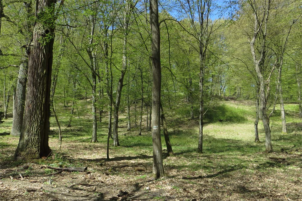 Brandenburg-LW-Strausberg-Rundwanderweg-Wildes-Tal