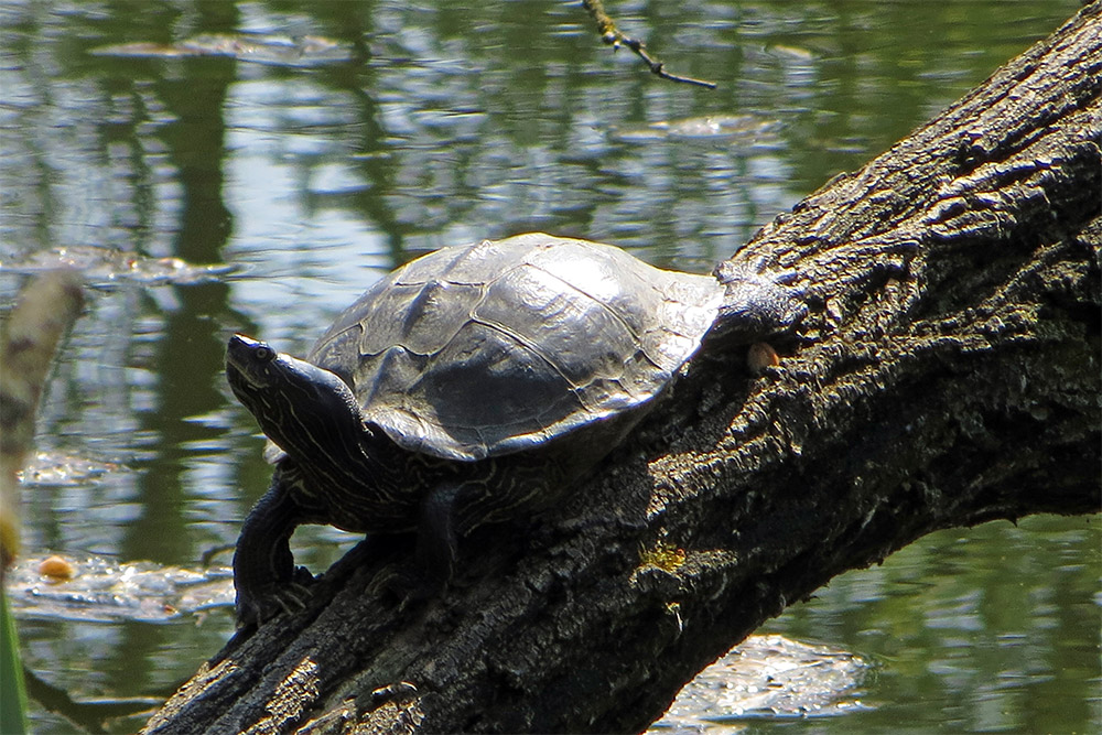 Brandenburg-LW-Wriezen-Sumpfschildkroete-Luedersdorf