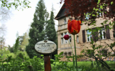Innere Versenkung im Botanischen Garten in Herzberg