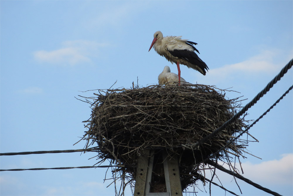 Storch Nest Klopot Polen