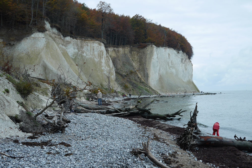 An den Kreidefelsen auf Rügen kann man Fossilien finden.