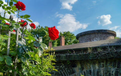 Farbenfroh und friedlich – der Rosengarten von Fort X in Köln