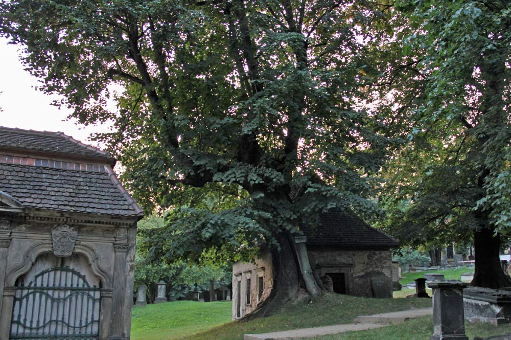 Das Wunder der Moller-Linde