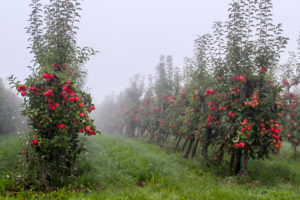 Obstplantage im Nebel bei Großfahner