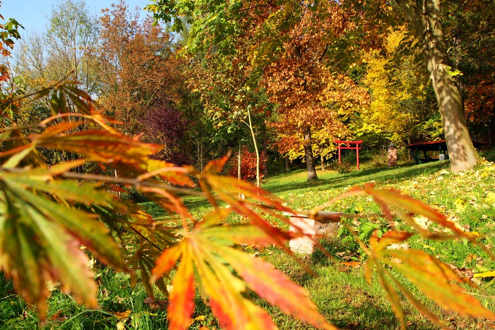 Herbststimmung im Dendrologischen Park Ilfeld im Südharz